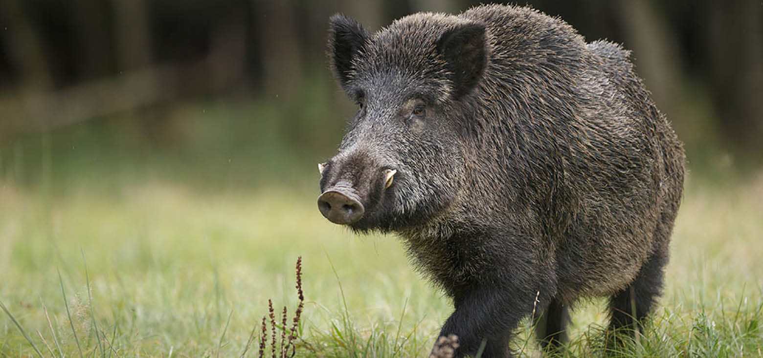 Schweinegrippe