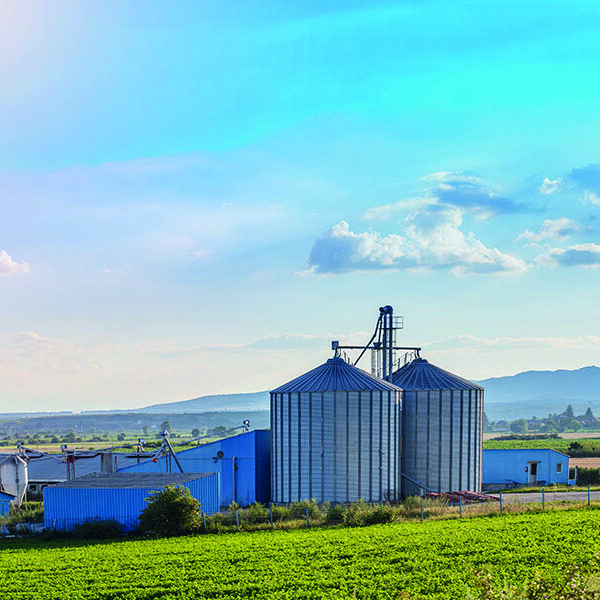 schweinefarm
